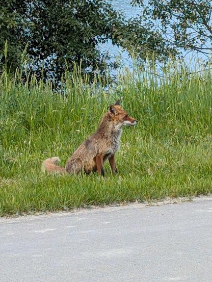 Foto eines orange-braunen Fuchses, der in einer Wiese neben einer Straße sitzt. Er ist nach rechts gedreht.