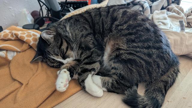 Cat laying cutely and curled up on my desk