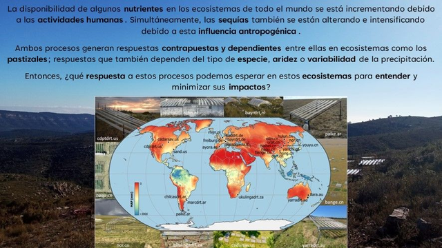 Imagen con el texto siguiente: La disponibilidad de algunos nutrientes en los ecosistemas de todo el mundo se está incrementando debido a las actividades humanas. Simultáneamente, las sequías también se están alterando e intensificando debido a esta influencia antropogénica.
Ambos procesos generan respuestas contrapuestas y dependientes entre ellas en ecosistemas como los pastizales; respuestas que también dependen del tipo de especie, aridez o variabilidad de la precipitación.
Entonces, ¿qué respuesta a estos procesos podemos esperar en estos ecosistemas para entender y minimizar sus impactos?

De fondo aparece una imagen del área de estudio que se ha incluido en la investigación. También aparece en el centro una figura con el mapa del mundo indicando todos los sitios experimentales y coloreado según la precipitación media anual