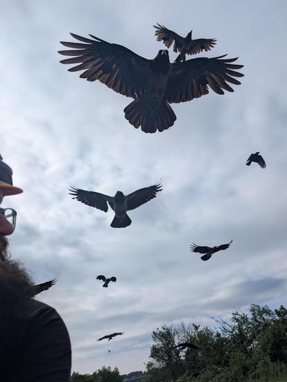 Foto von vorne beim Radfahren, ich bin links abgeschnitten im Bild, über mir fliegen mehrere große Krähen mit, die mir nächsten mit weit ausgebreiteten Flügeln und sehr nahe.