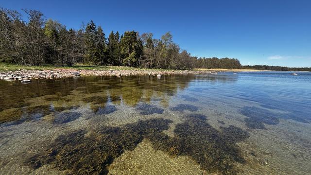 A nice view of clear water from a paddleboard, towards a stoney shore, with trees and blue skies in the background.