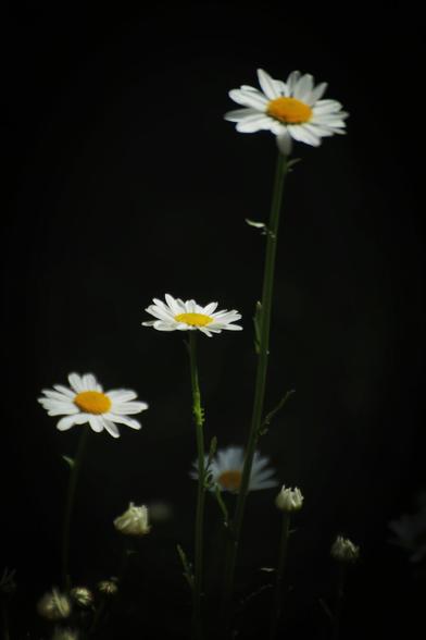 Margeriten zwischen Licht und Dunkel