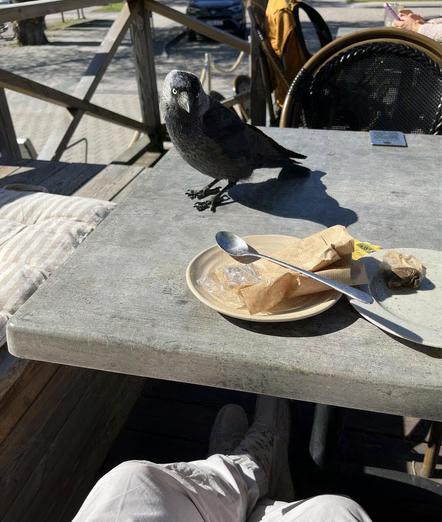 Bird on a table outside where someone is eating breakfast. The bird is slowly edging closer to the plate inspecting it curiously.
