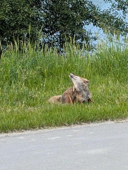 Foto eines orange-bräunlichen Fuchses, der in einer Wiese neben einer Straße sitzt und sich gerade mit dem Hinterbein am Kopf kratzt. Sein Kopf ist in den Nacken gelegt, sein Kinn ist weiß.