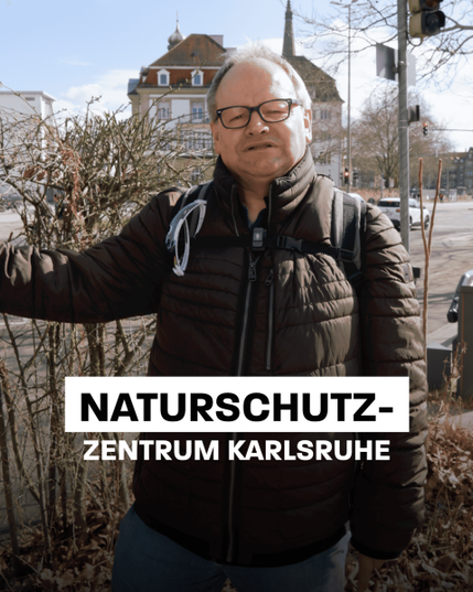 Ein Mann mit grauem Haar und Brille steht auf einer Straße in Karlsruhe, vor einem Gebäude mit einem Kirchturm im Hintergrund. Er trägt eine dunkelbraune Winterjacke und blaue Jeans, und hat eine Brille um den Hals. Seine rechte Hand ruht auf einem Busch. Im Vordergrund ist der Text "NATURSCHUTZ-ZENTRUM KARLSRUHE" zu sehen. 

Bereitgestellt von @altbot, privat und lokal generiert mit Ovis2-8B, bearbeitet