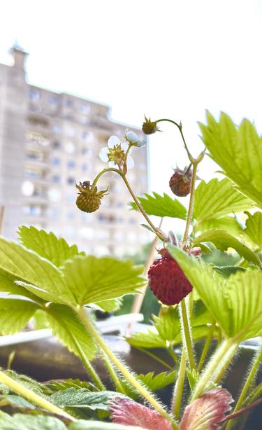 Photo: closeup of a strawberry plant and her various fruits and blossoms. One berry is ripe. In the background towers a tall building out of focus.