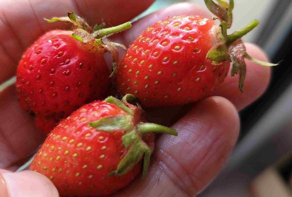 Photos de 3 fraises bien rouges dans une main.