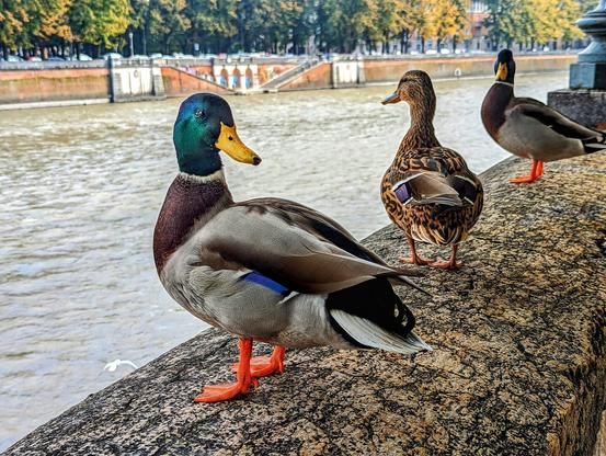 Three ducks are standing on a weathered stone ledge, with a flowing river as a backdrop. The duck in the foreground, a mallard, displays vibrant plumage with a green head, brown chest, and grey body, accented by orange feet. Behind it, two other ducks with mottled brown feathers stand at slightly different angles, one looking away from the viewer. The river is a murky brown, and the far bank shows a blurred cityscape with autumnal trees. The sky is overcast, casting a soft light on the scene.