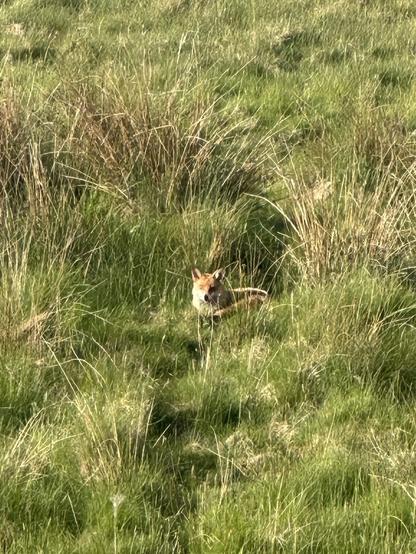 A fox lying in a patch of long grass on a green hillside