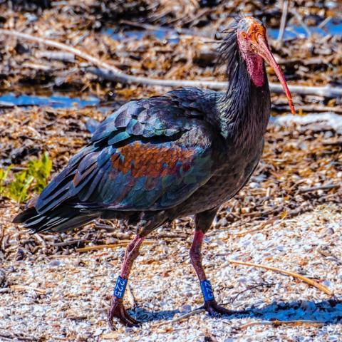Ein Waldrapp am Bodensee