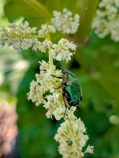 Ein glänzend grüner Rosenkäfer sitzt auf der weißen Blüte eines Rhabarbers im Naturgarten
(Foto by Johann Seidl, Gartenpoet)