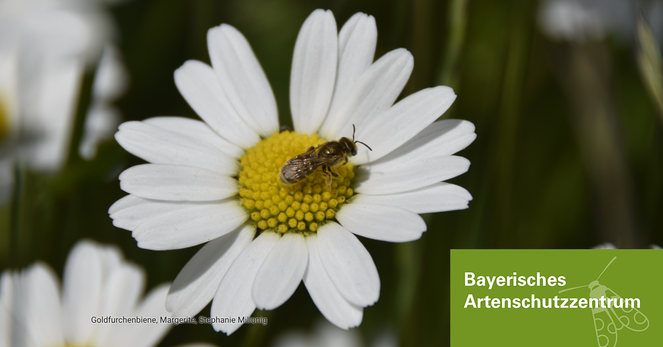 Eine goldglänzende Wildbiene sitzt auf einer Margeritenblüte. Neben der Blüte sind weitere Margeritenblüten.