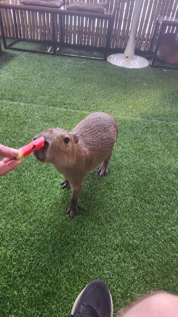Capybara