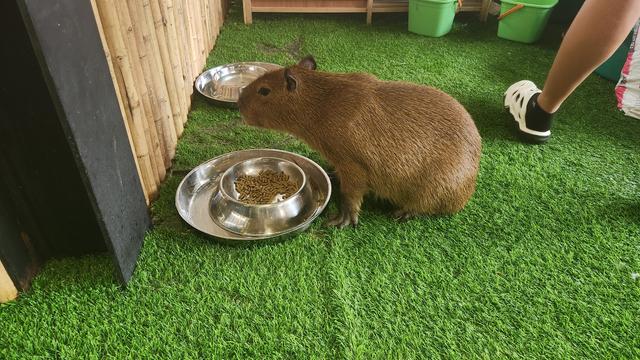 Capybara