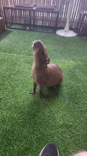 Capybara