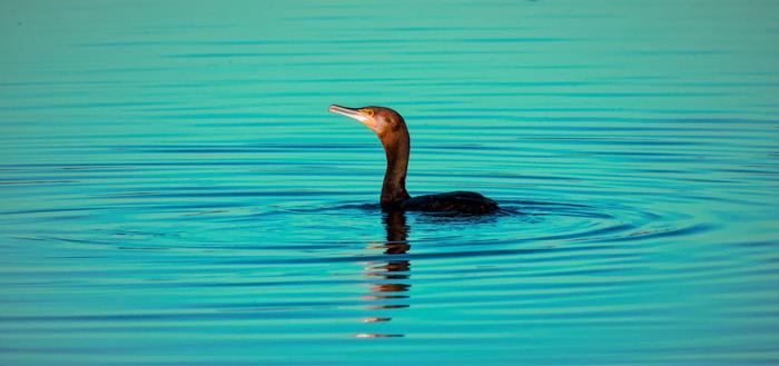 Little black cormorant swimming