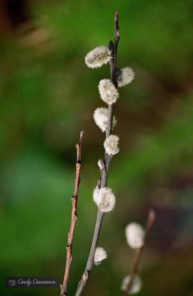Bourgeons chatons sur une branche. Photographie par Cindy Cinnamon