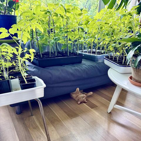 every inch of a living room couch covered in half-meter tall tomato seedlings, with an orange cat peering upside down from underneath