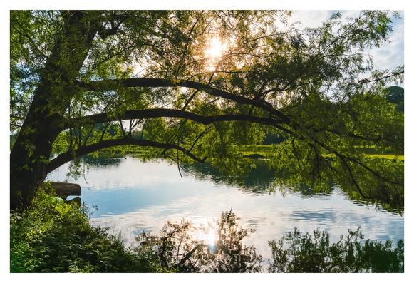 Ein großer Baum mit weit ausladenden Ästen steht am Ufer eines friedlichen Gewässers. Die Äste neigen sich über das Wasser, während die Sonne strahlend hinter den Blättern aufgeht. Sanfte Wellen reflektieren das Sonnenlicht und erzeugen ein glitzerndes Muster auf der Wasseroberfläche. Die Umgebung ist grün und üppig, mit hohem Gras und kleinen Sträuchern, die das ruhige Landschaftsbild ergänzen.