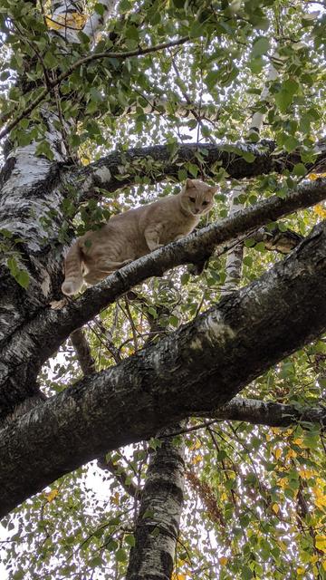 an orange cat stands on a tree branch and looks down