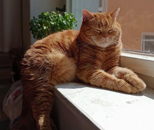 red cat on a sunny but too small window sill