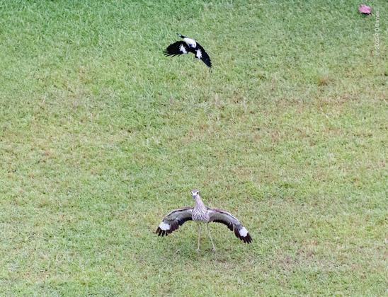 A bush stone curlew stands with its wings spread wide in an aggressive posture, apparently unaware that a magpie lark is a metre over its head, attacking in an inverted power dive. (The curlew won. Will I?).