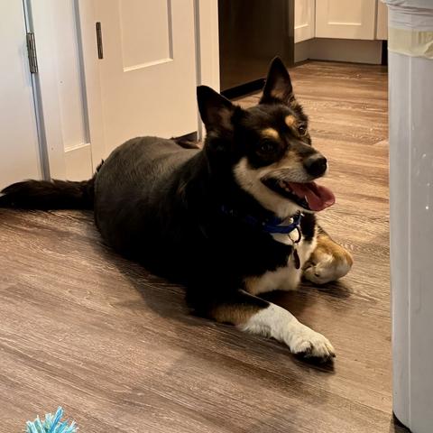 A black, tan, and white Australian kelpie mix lays on the floor looking as happy as can be.