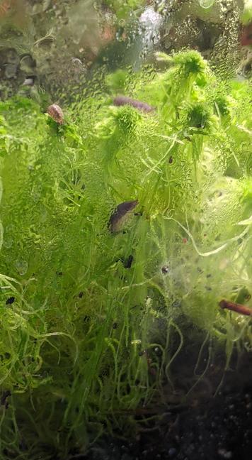 At least three isopods of different sizes climbing atop the sphagnum most that thrives in my terrarium and grew to the shape of a miniature jungle. The scene is very brightly illuminated by my plant lights.