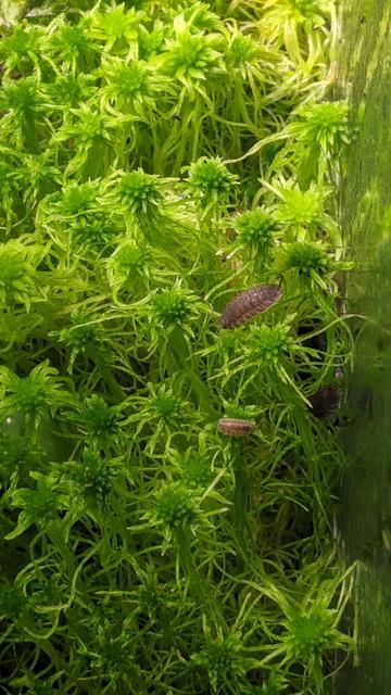 A view from above, clearer without the moist glass in the way.