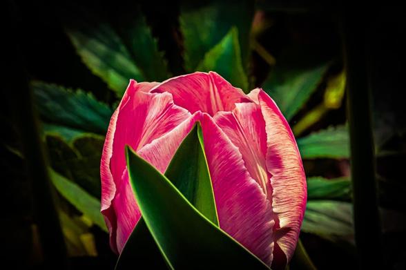The image shows a close-up of a pink tulip with its petals prominently displayed. The flower is surrounded by green leaves, and the background is dark, which makes the tulip stand out.
