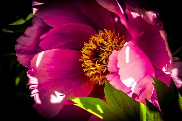 This image shows a close-up of a vibrant pink peony flower with its petals open. The center has yellow stamens, and green leaves are visible around the flower. The lighting creates dramatic shadows, enhancing the colors and textures.