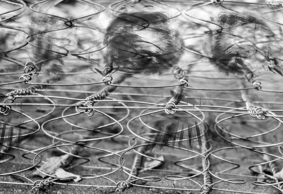 Black and white photograph, landscape format, multiple exposure. Self-portrait (only part of the face). Eyes behind a mattress spring frame, gazing intensely at the viewer. Another eye is on the left side of the image. The photograph is dominated by the twisted wires of the springs, which act like a cage in which the person is trapped. Overall impression: despite the rather light gray tones of the photograph, a somber effect. Unfree, a trapped being, aware of his situation, but ready to escape.