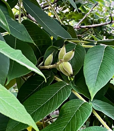 A small cluster of immature pale green nuts hides among deep green leaves on a Japanese walnut tree.