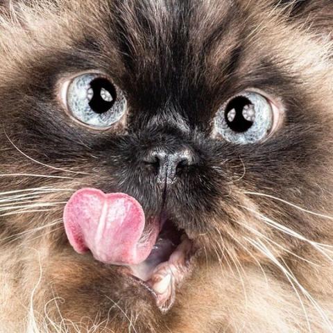 Close up of cat's face in the middle of licking its muzzle