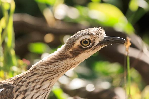 The head and neck of a Bush Stone-Curlew who was sitting in a garden. It has its neck stretched out pretending to be a stick, while also keeping a close eye on me.