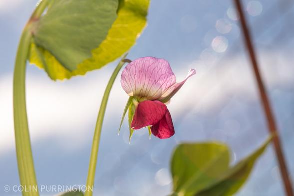 Bicolored flower with light purple on the top and maroon on the bottom, with leaves nearby and a cloudy blue sky in the background.