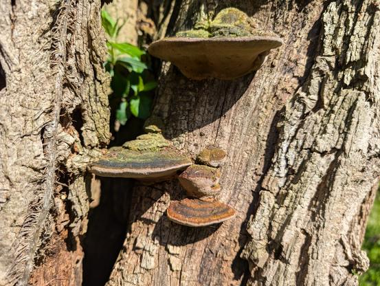 Two trees growing beside each other, both with deeply textured bark. The one on the right side has some exposed wood, with fungi growing on it. They are semicircular, mostly brown, and have moss growing on their top sides.