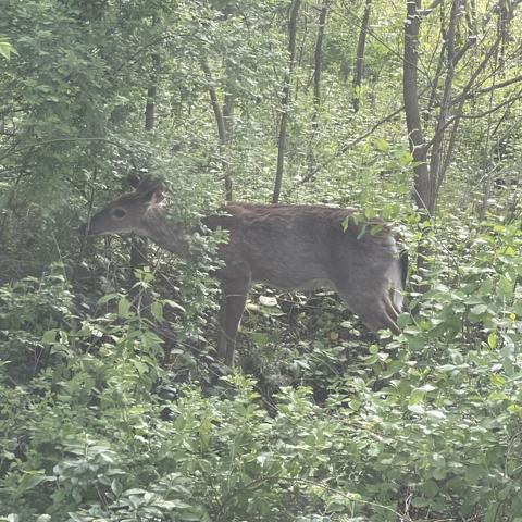 Photo of a deer eating some leaves with lush foliage around it