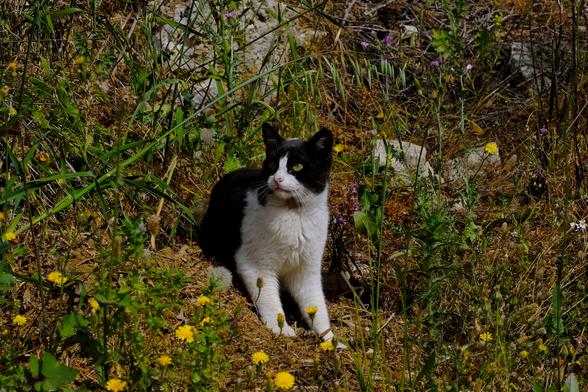 Photo of a black-and-white cat sitting between spring flowers.