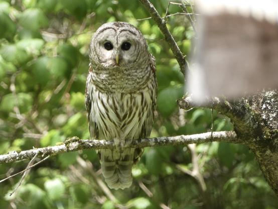 Looking directly at, and at eye level, a Barred Owl sitting on a thin American Plum tree. There is a blurry corner of a wooden shed in the upper right corner. The owl has a somewhat heart-shaped cream colored face with brown bands in a circular pattern. The remaining feathers under its neck and proceeding down its front are the same colors. It has a stout tail that hangs a few inches below the branch. Its eyes are dark and its beak is slightly dull, mustard colored.