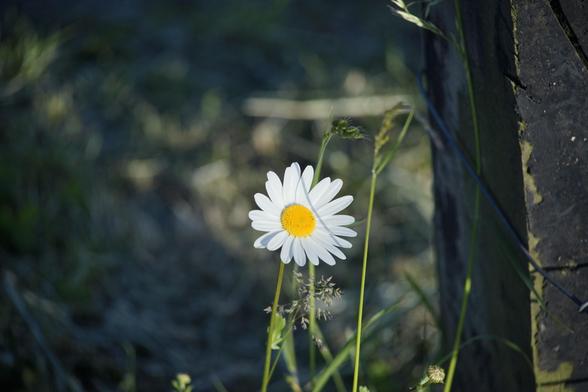 Eine einzelne Margerite steht neben einem Zaunpfahl.