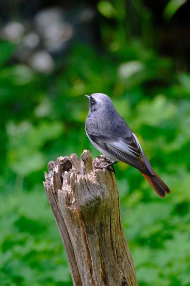 Photo of a small bird with grey, black, white, and orange feathers, sitting on a pole of dead wood.