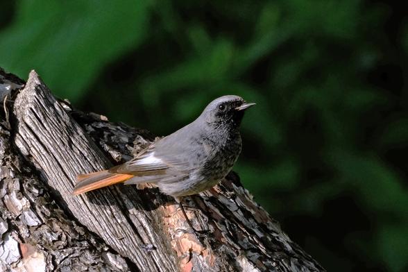 Photo of a small bird with grey, black, white, and orange feathers, sitting on a dead old tree.