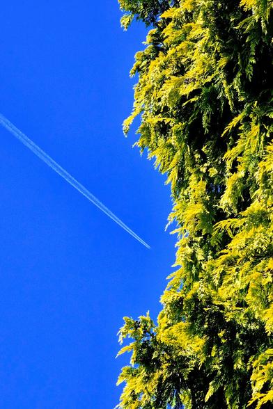 A vibrant blue sky dominates the left side of the image, with an aeroplane and its white contrail stretching diagonally across it. On the right, a lush, bright green conifer tree fills the frame, its needles sharply detailed against the sky
