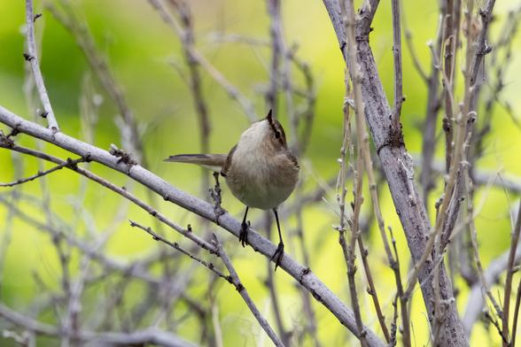 Photo of a small greyish brown bird in a bush. The bird looks up.