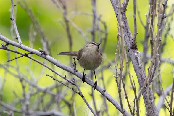 Photo of a small greyish brown bird in a bush. The bird to its left.