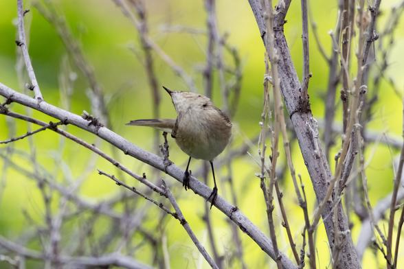 Photo of a small greyish brown bird in a bush. The bird looks up.
