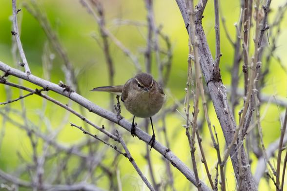 Photo of a small greyish brown bird in a bush. The bird looks at the camera.