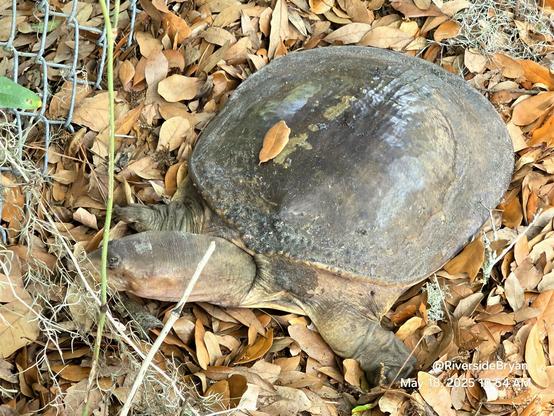 Very big Florida Softshell turtle on land, scooting along in a bed of dry leaves, probably looking for nest locations.