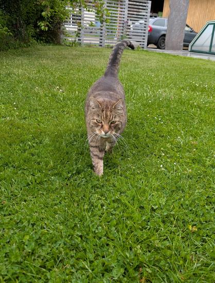Jimmy, ein plüschiger, getigerter Kater, geht in einer grünen Wiese zielstrebig auf die Kamera zu. Er hat den Schwanz in die  Luft gestreckt.